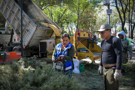 La alcaldía Benito Juárez recolecta más de 600 árboles de Navidad en cuatro días del programa “Árbol por Árbol tu Ciudad Reverdece 2025”