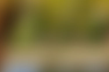 El PAN-CDMX propone la creación de la Policía Ambiental