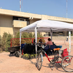 La alcaldía Cuauhtémoc impulsa el reciclaje de árboles navideños con la compañía "Árbol por árbol 2026"