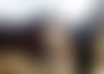 Martí Batres anunció aprobación de iniciativa para endurecer pena por tala ilegal