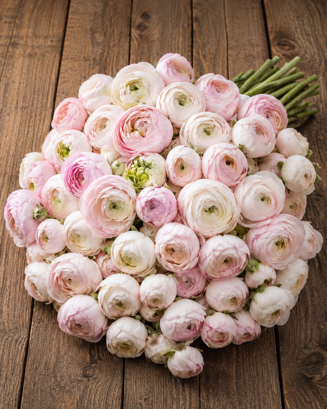 Ranunculus Chamallow