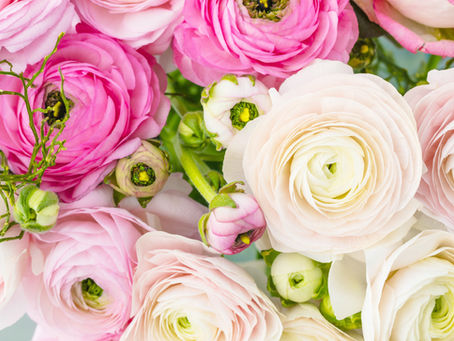 Planting Guide for Tulips, Daffodils, Ranunculus and Anemone