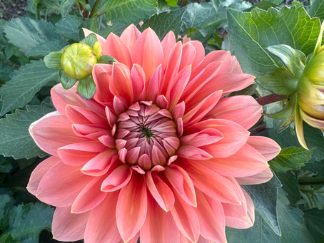 Dahlia Growing Guide
