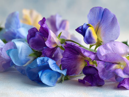 Sweet Pea Seed Starting Guide
