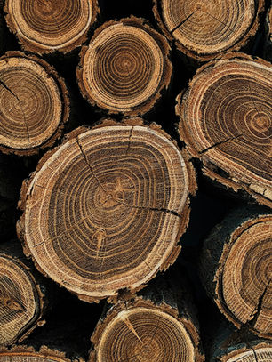 Wood and lignin