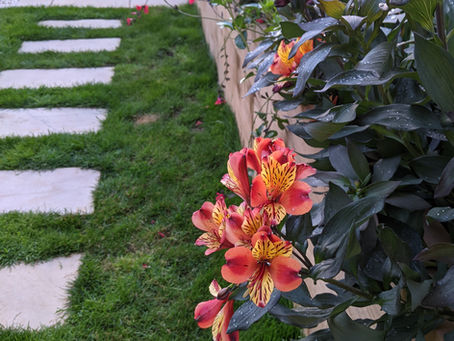 New Build Design Project