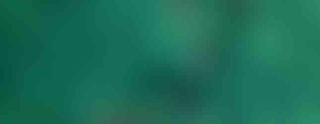 Dolphins off the coast of Mozambique Indian Ocean