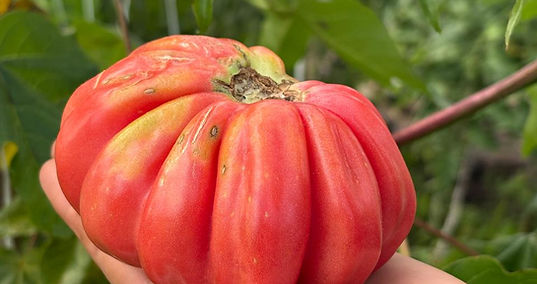 WhatsApp Image 2025-09-24 at 18.52.52.jpeg