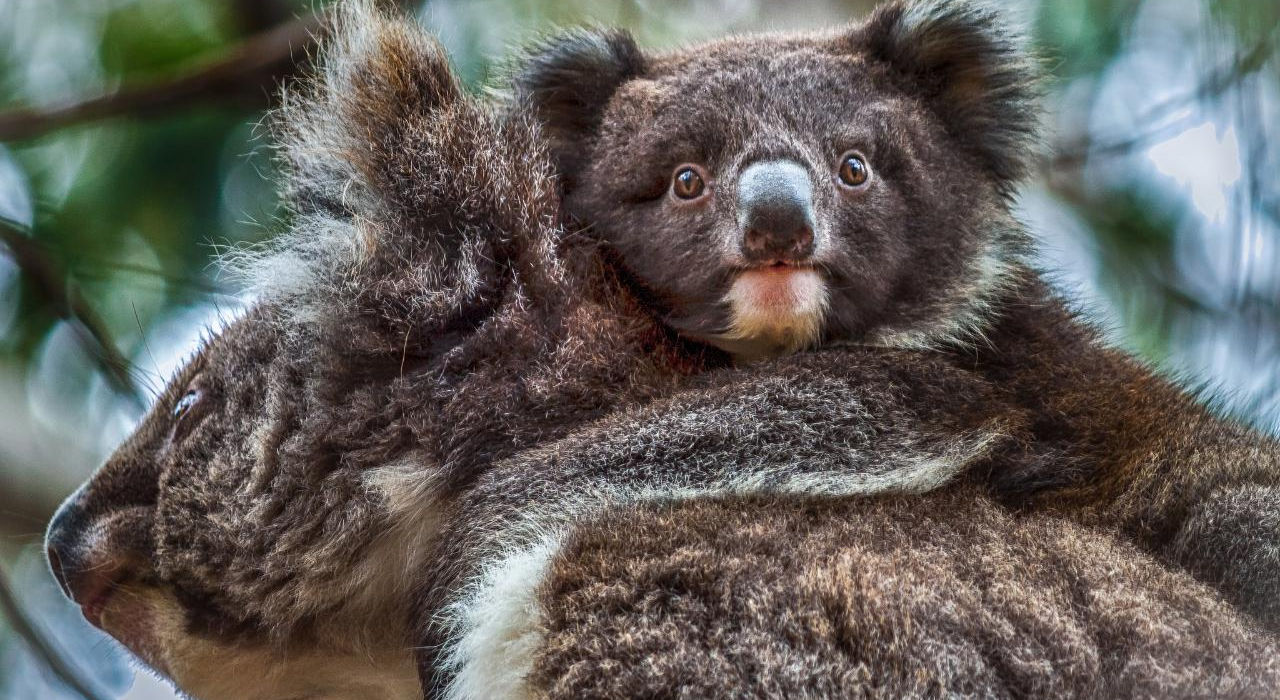 One Day Kangaroo Island Highlights from Sea Link Terminal
