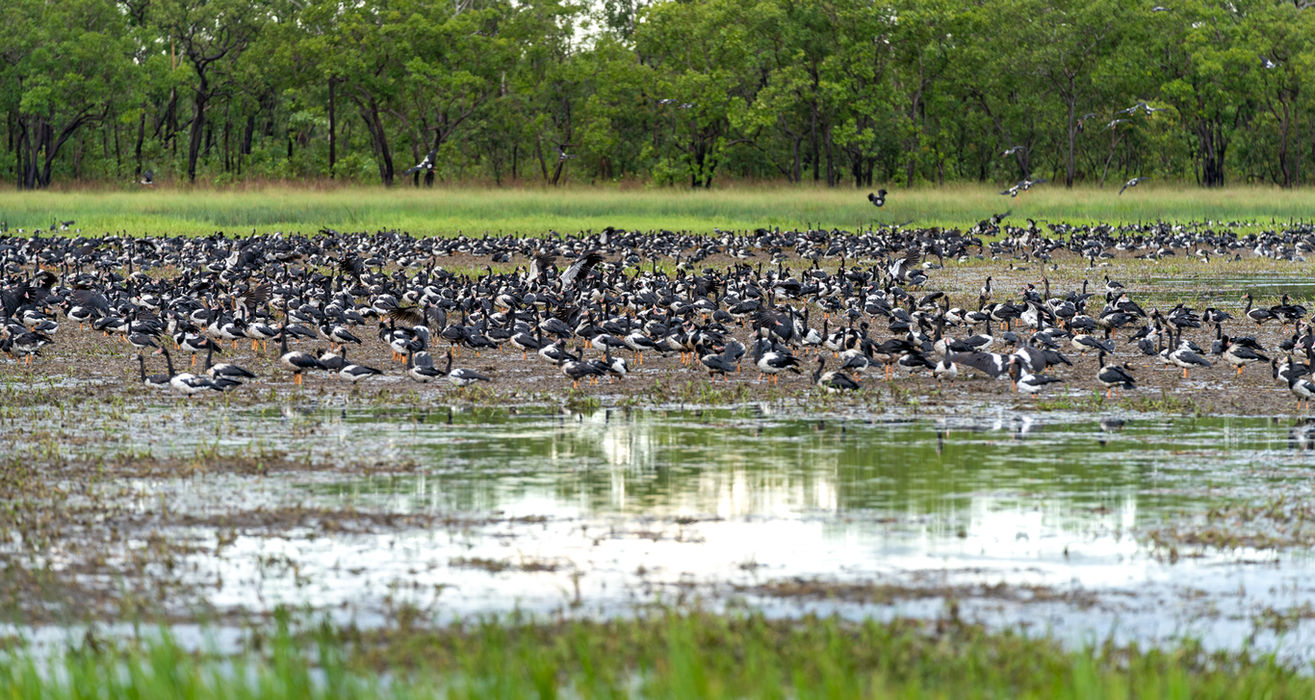 Litchfield National Park + Croc cruise