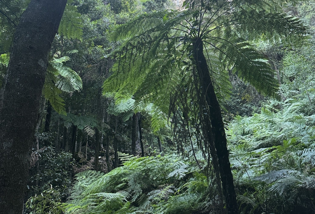 Blue Mountains Adventure Tour