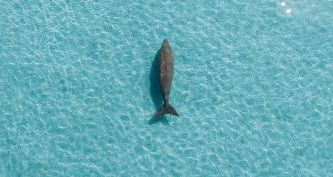 Moreton Island Eco Marine Safari Cruise and snorkel