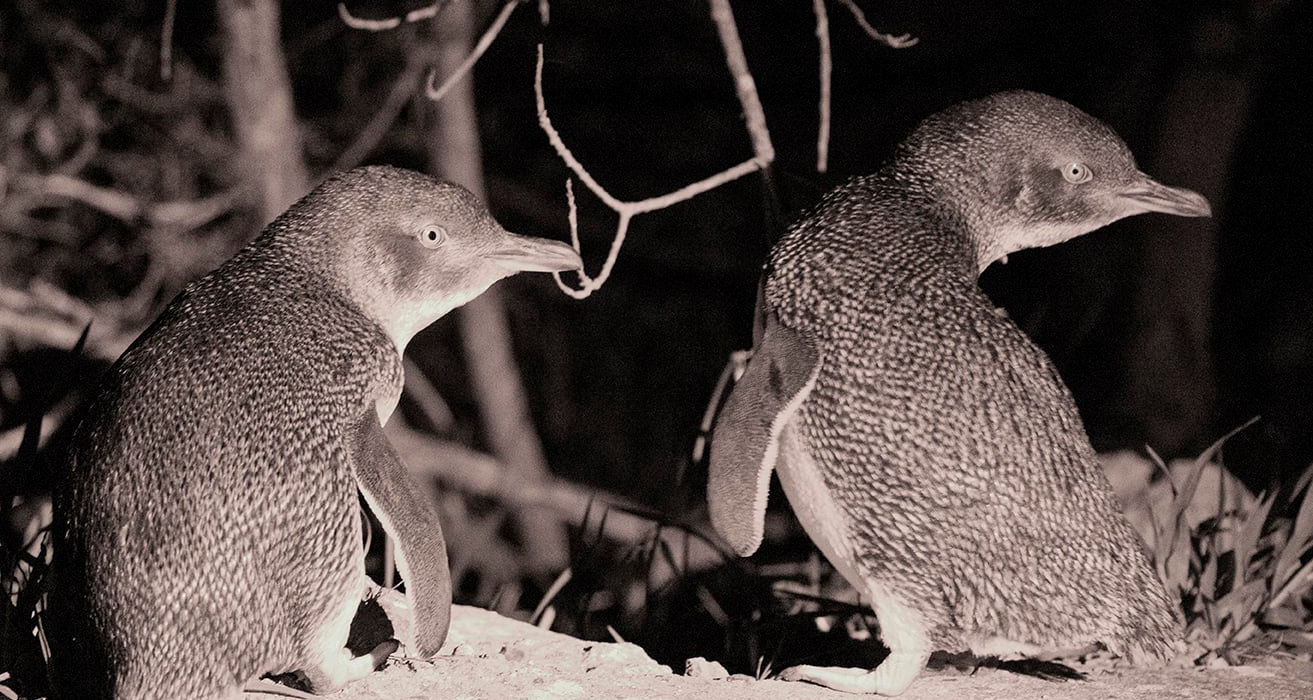 Nocturnal Tour australia