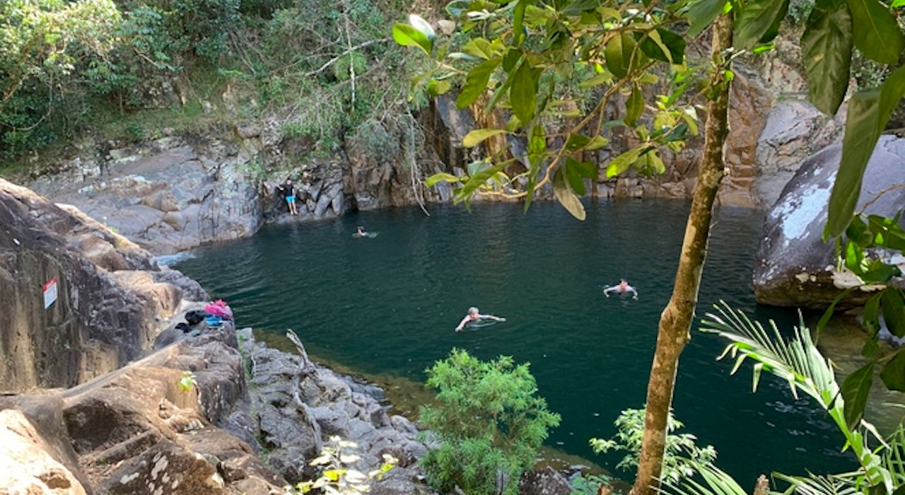 Eungella Wild Platypus Encounter 