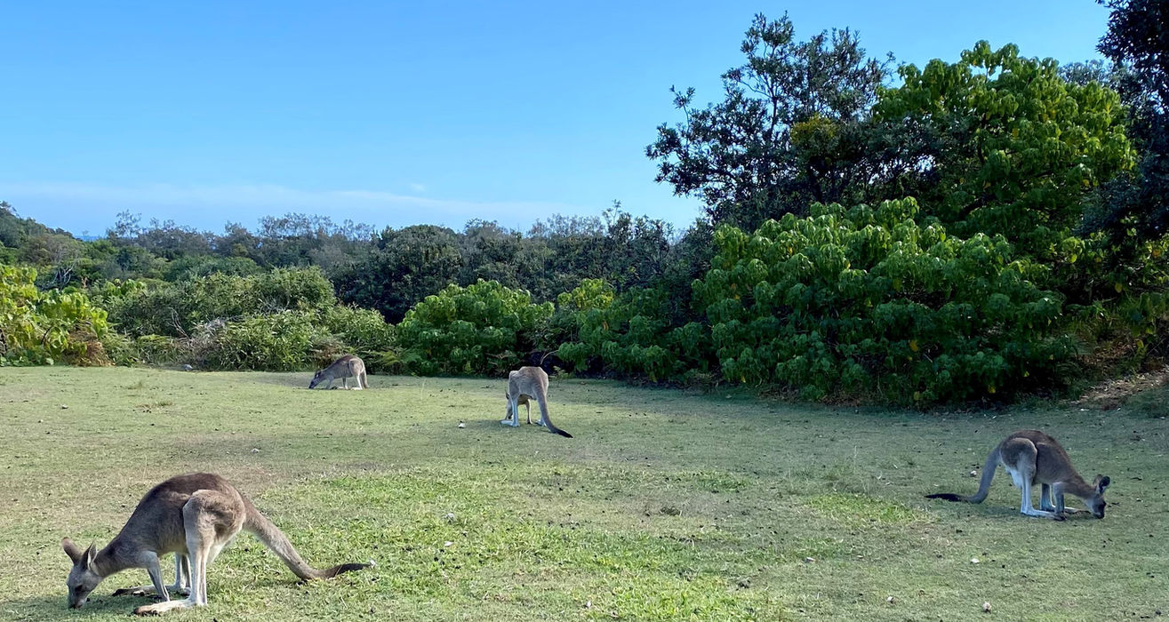 North Stradbroke Island Wildlife Adventure Tour
