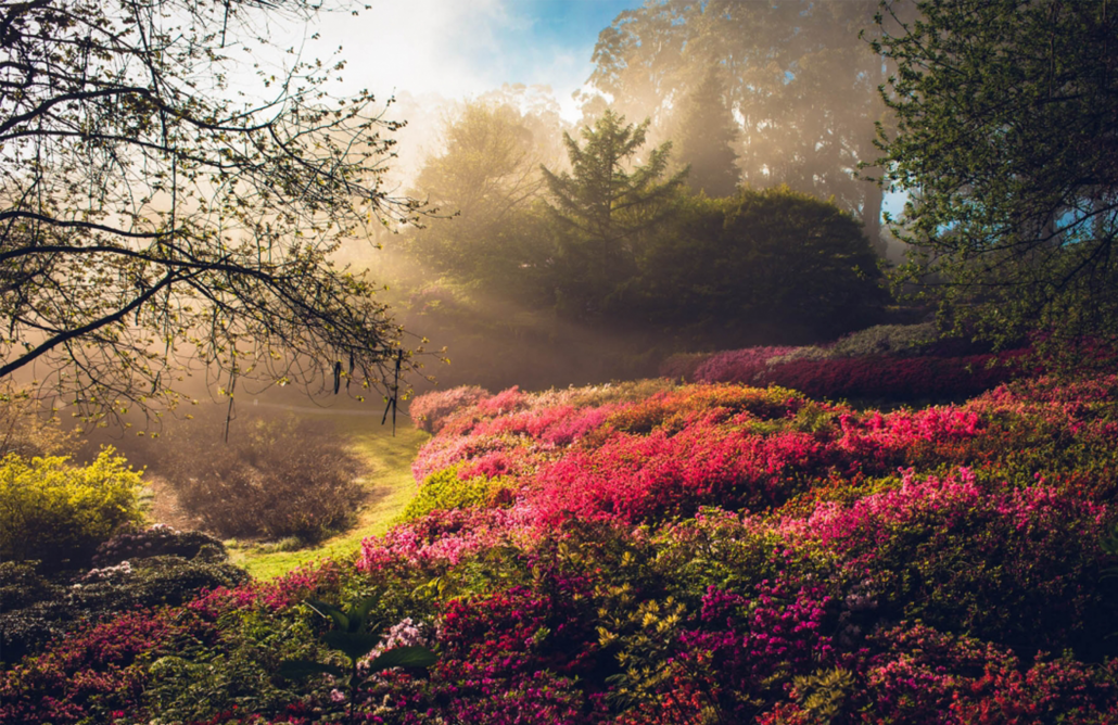 Puffing Billy And Phillip Island Penguin Parade