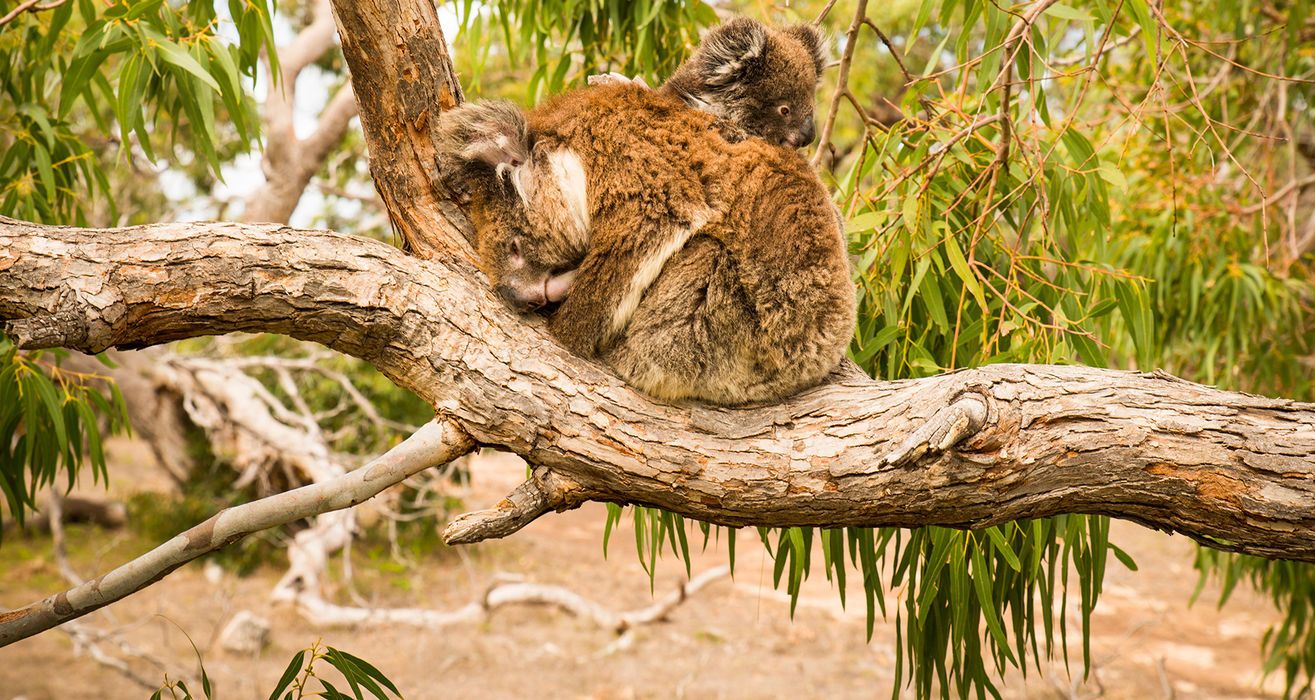 1-Day Port Lincoln & Coffin Bay Tour 