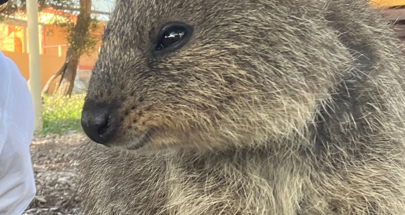 Same Day Return Ferry to Rottnest Island (Depart Perth)