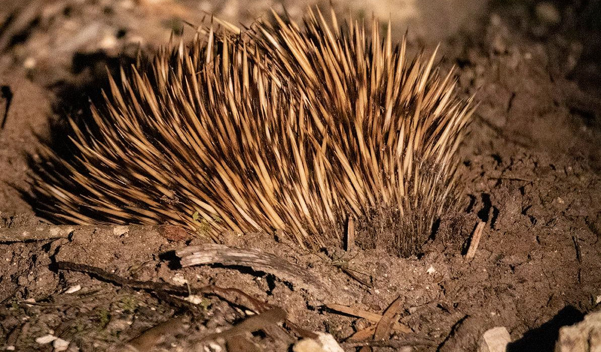 Nocturnal Tour australia