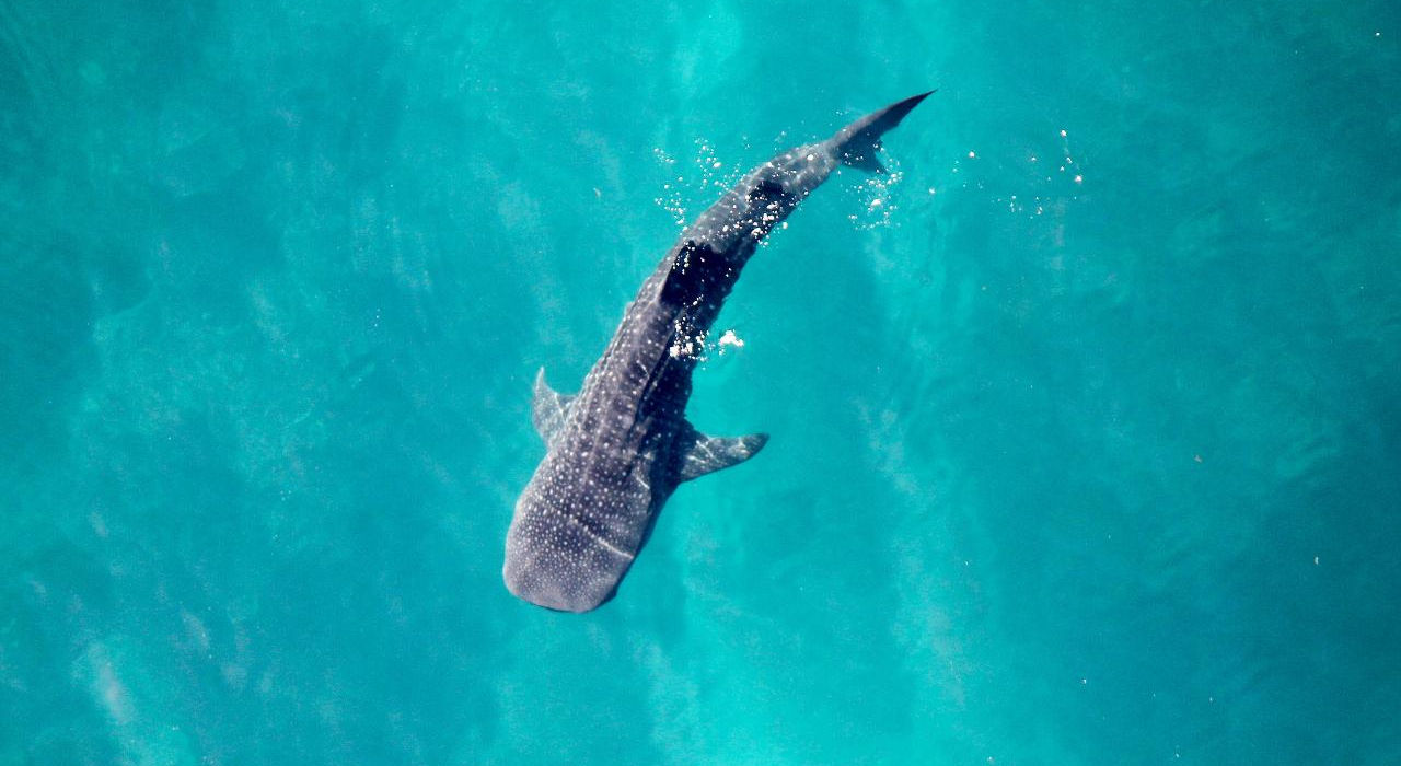 60 min Birds Eye View Ningaloo