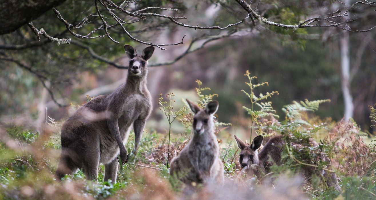 Blue Mountains Sunset Without Crowd