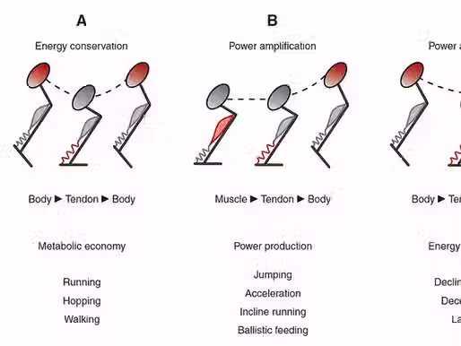 Understanding The Reactive Strength Index (RSI)