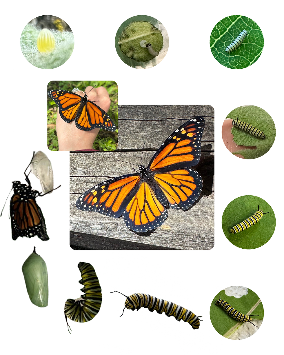 Lifecycle of a Monarch Butterfly