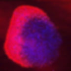 Brain Organoid ( Pax2, Â DAPI)