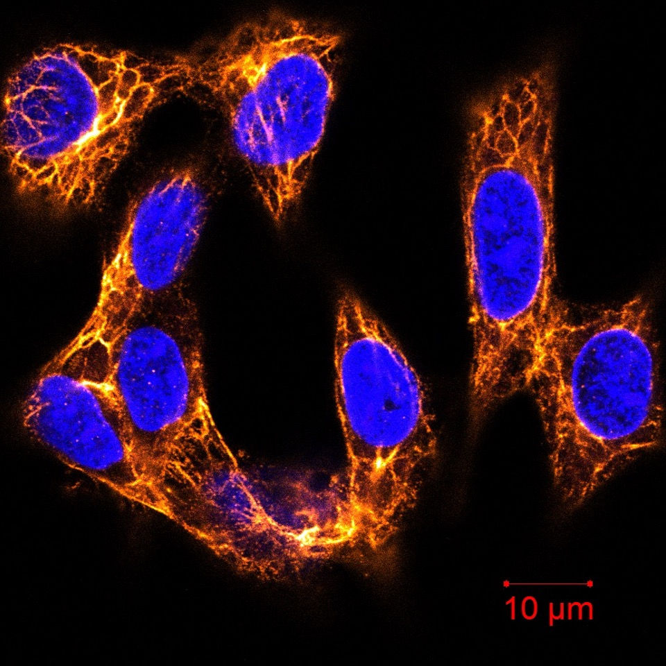 CellO-IF for simple, fast, accurate immunofluorescence labeling