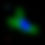 Thumbnail: CellO-IF for simple, fast, accurate immunofluorescence labeling