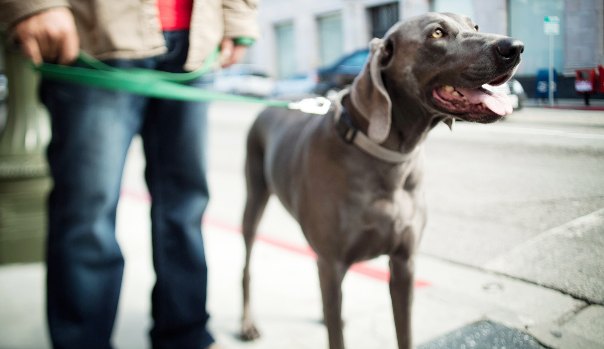 Leash reactivity training dogs downtown Toronto