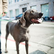 Unter dem Hund für einen Spaziergang