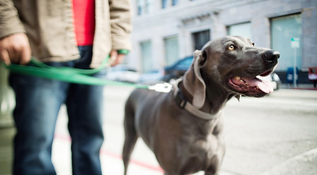 Taking the dog for a walk