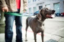散歩に犬を撮ります