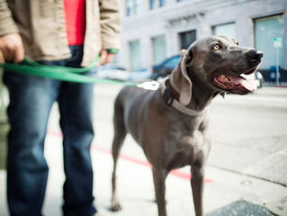 Ask the Trainer? - My dog's on leash barking...