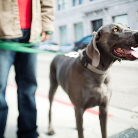 MY OLD DOG IS PANTING. WHAT DOES THAT MEAN?