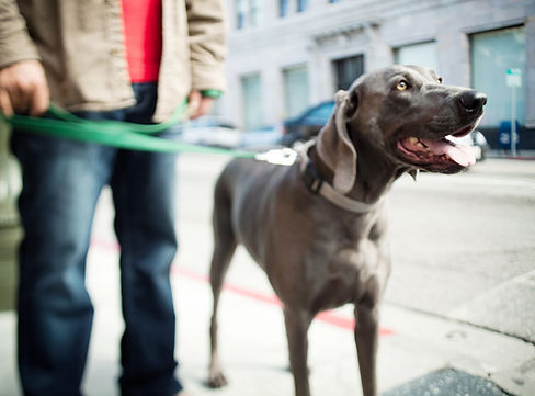 Dog On Leash