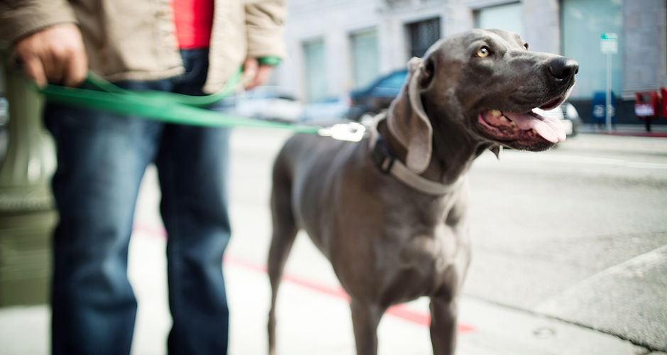 Taking the dog for a walk