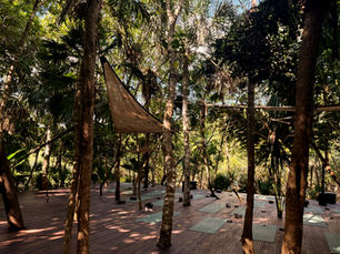 yoga mats laid out under tropical trees