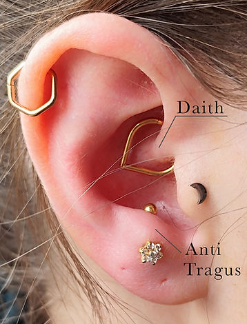 240425antitragusdaith.jpg