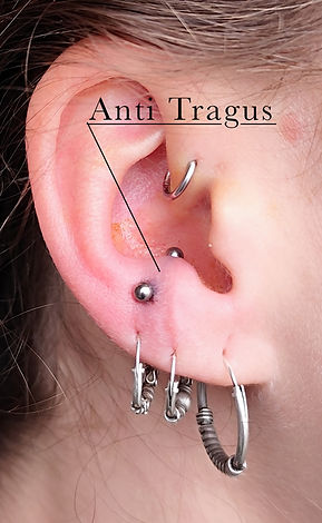 160425antitragus.jpg