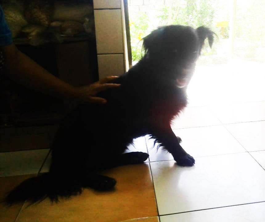 Miniatura: COMPARTIDA: Casa en Socabaya AQP