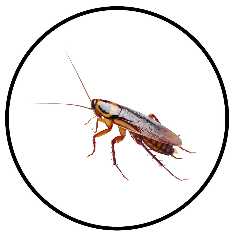 ree