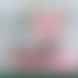 Help Us Rebuild BB Gaza 🇵🇸