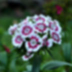 FloreSsens