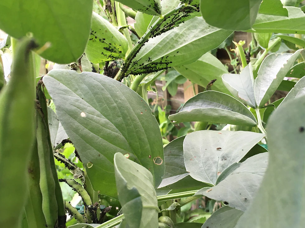 blackfly infestation pests crops