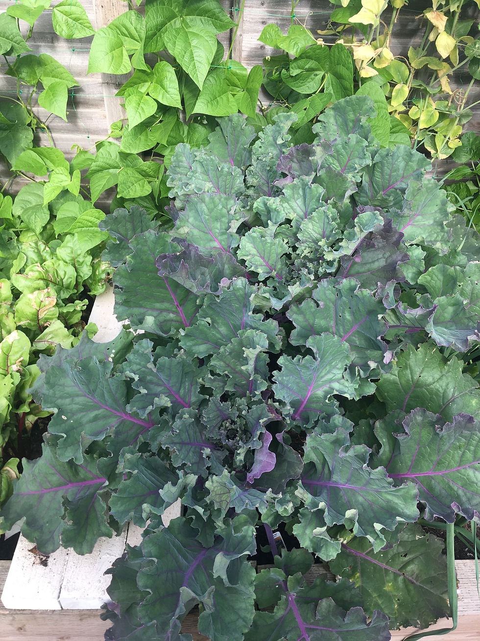 palettes brassicas