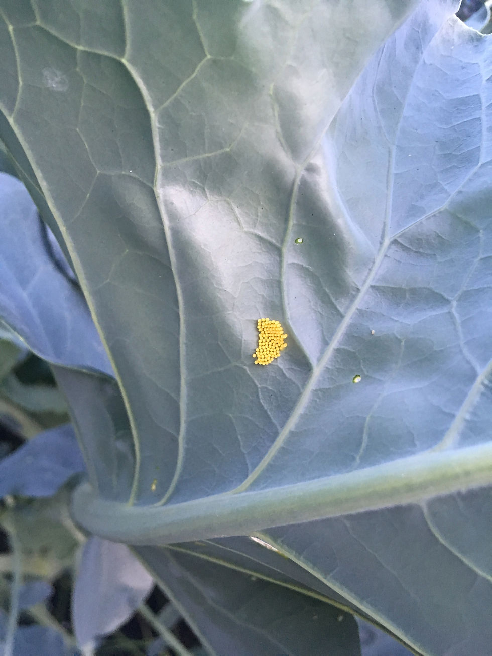 pests caterpillars brassicas