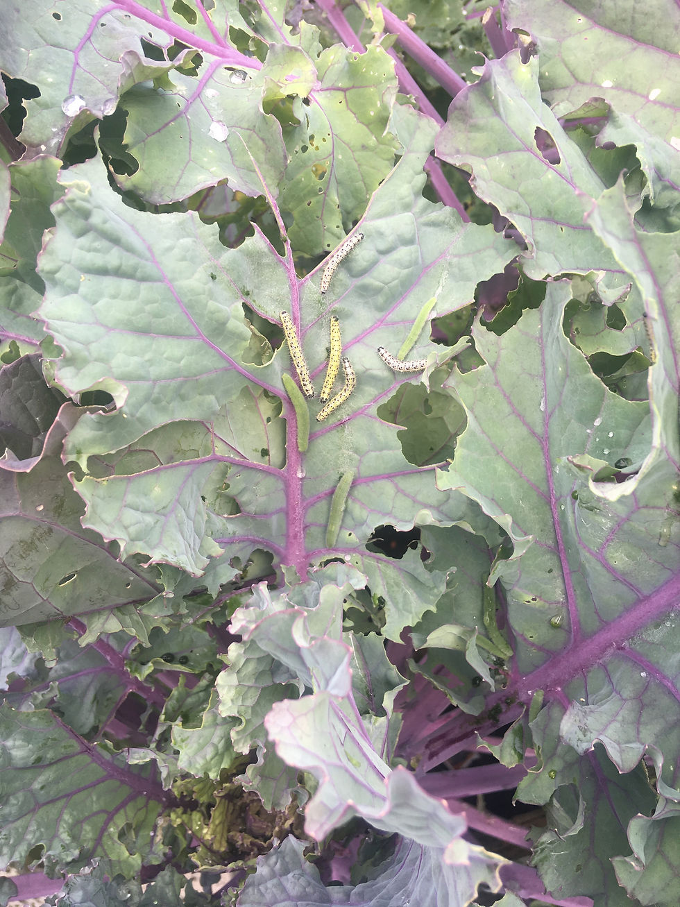 caterpillars eating leaves brassicas