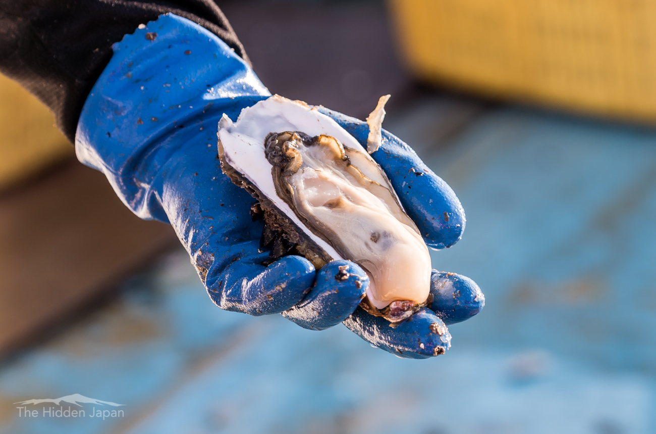 miyagi oysters miyagi oysters